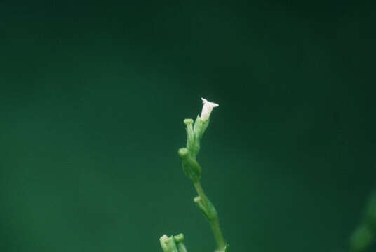 Image of Florida Valerian