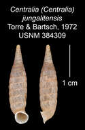 Imagem de <i>Centralia jungalitensis</i> Torre & Bartsch