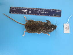 Image of Deer Mouse