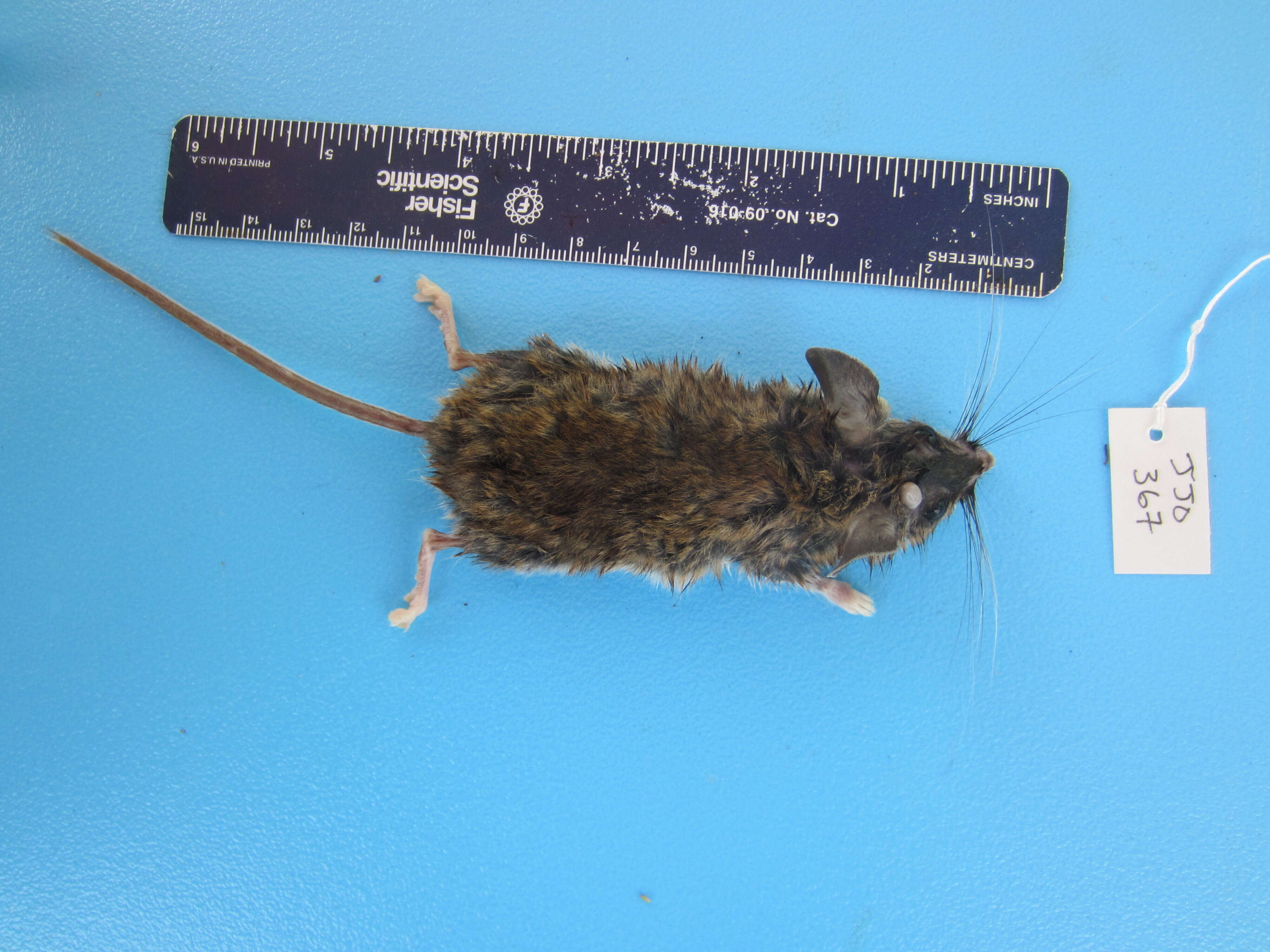 Image de Peromyscus maniculatus (Wagner 1845)