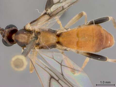 Image of Aleiodes preclarus Marsh & Shaw 1998