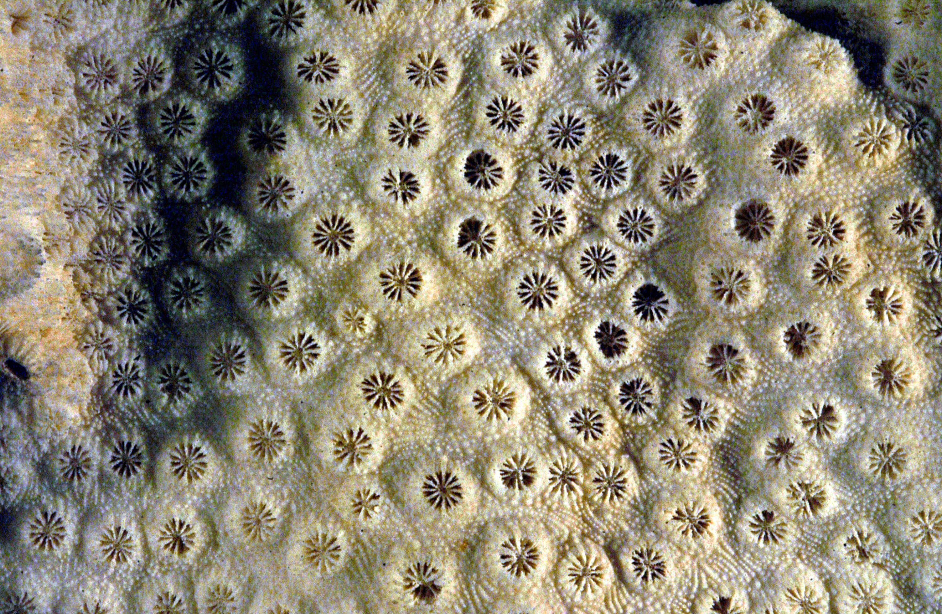 Image of Vase coral