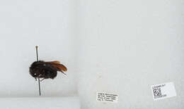 Image of Bombus pullatus Franklin 1913