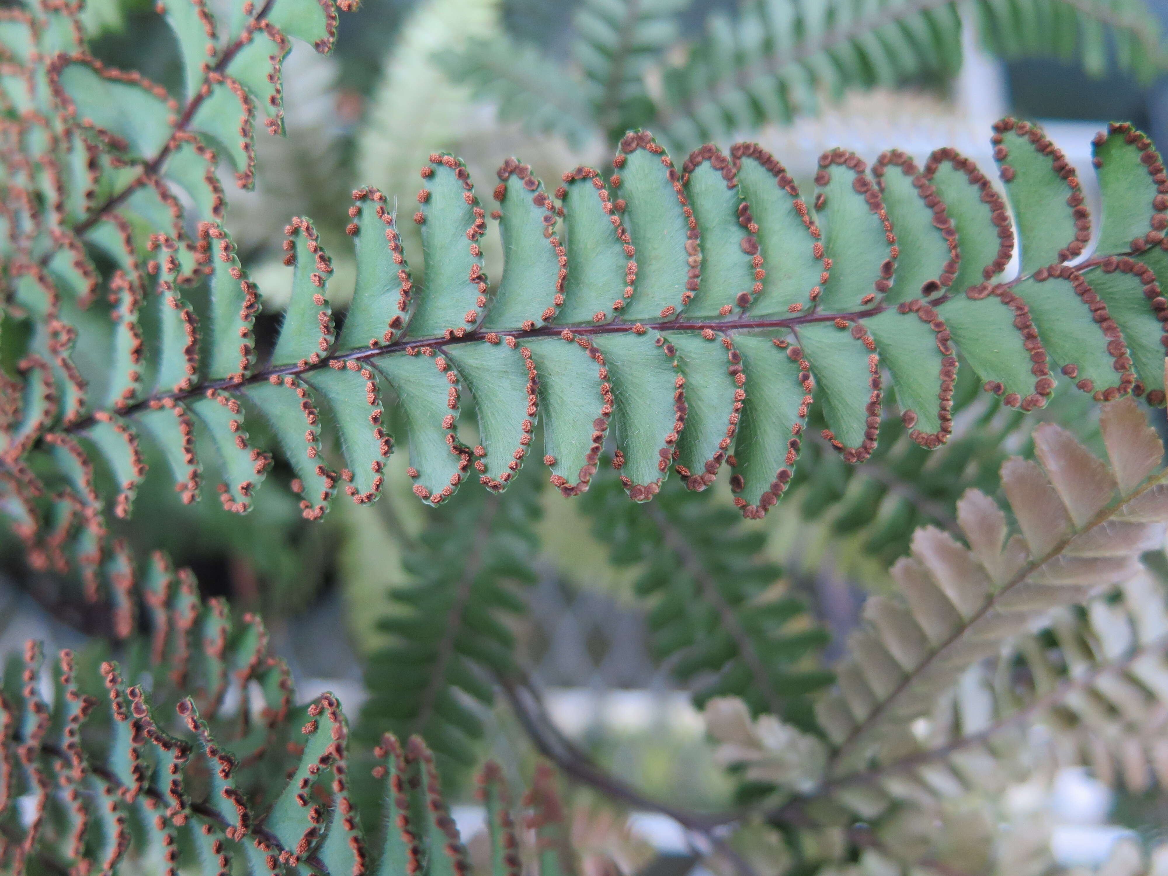 Image of rough maidenhair