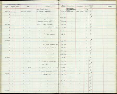 Image of Motacilla clara torrentium Ticehurst 1940