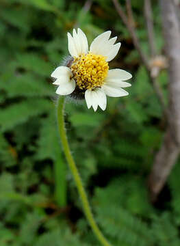 Image de Tridax procumbens L.