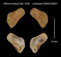 Image of Archiheterodonta Giribet ex J. D. Taylor, Williams, Glover & Dyal 2007