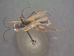 صورة Auplopus lineatus Dreisbach 1963