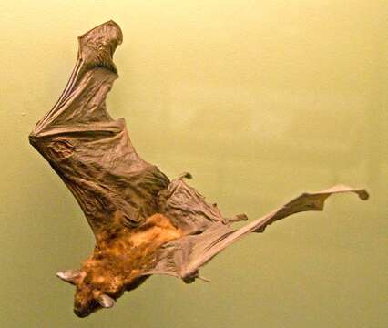 Image of Greater Spear-nosed Bat