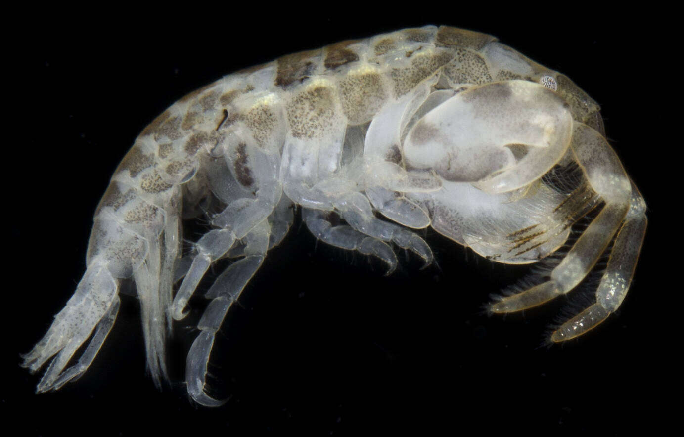 Image of Tube dwelling amphipod