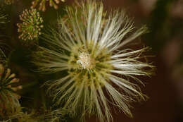 Image of Abarema leucophylla (Benth.) Barneby & J. W. Grimes