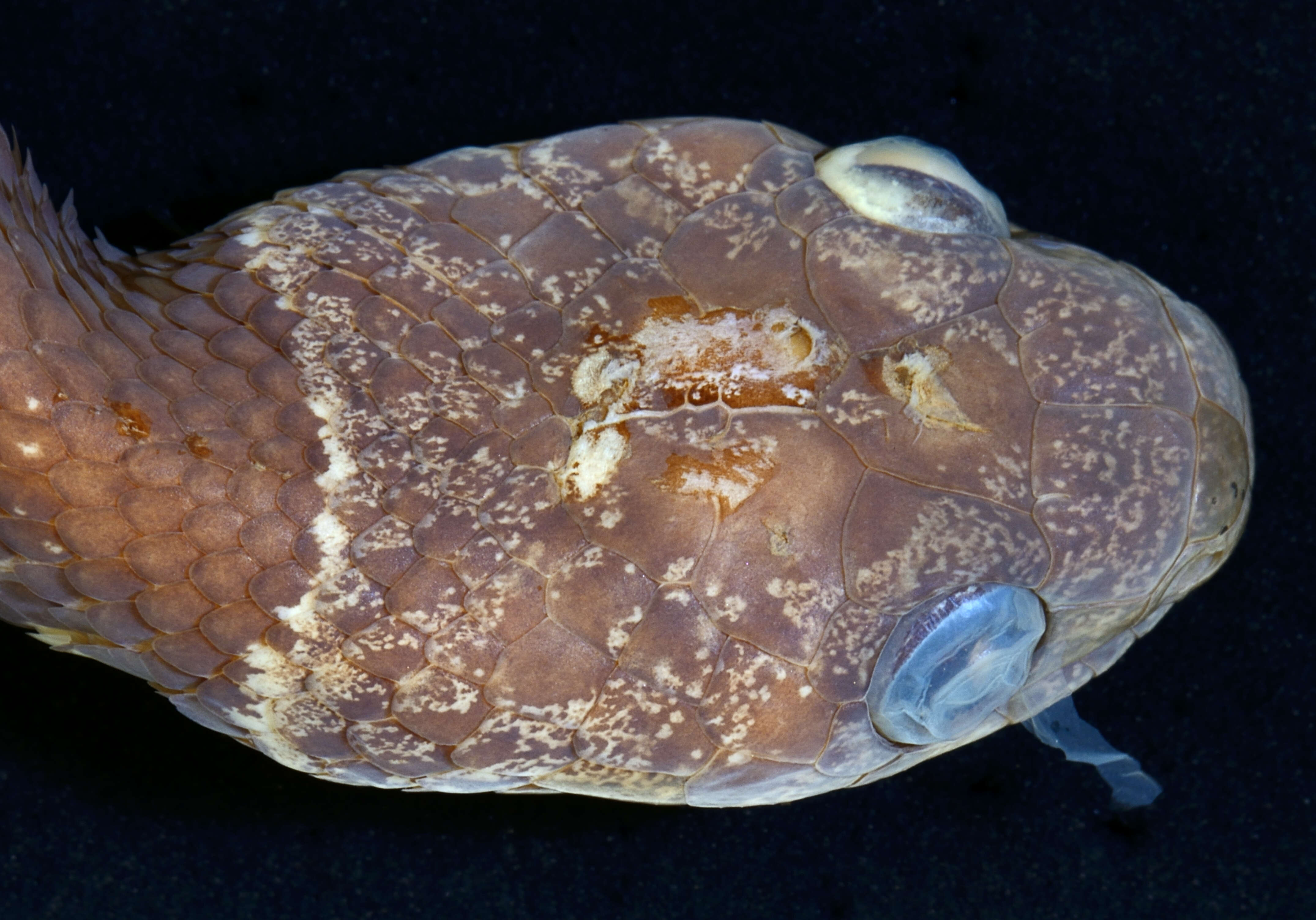 Image of Cloudy Snail-eating Snake