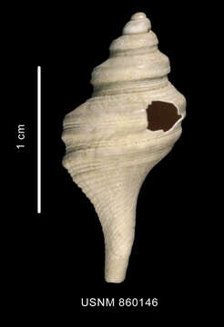 Image of Lophiotoma pseudoannulata Dell 1990