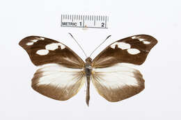Image of Lieinix cinerascens (Salvin 1871)