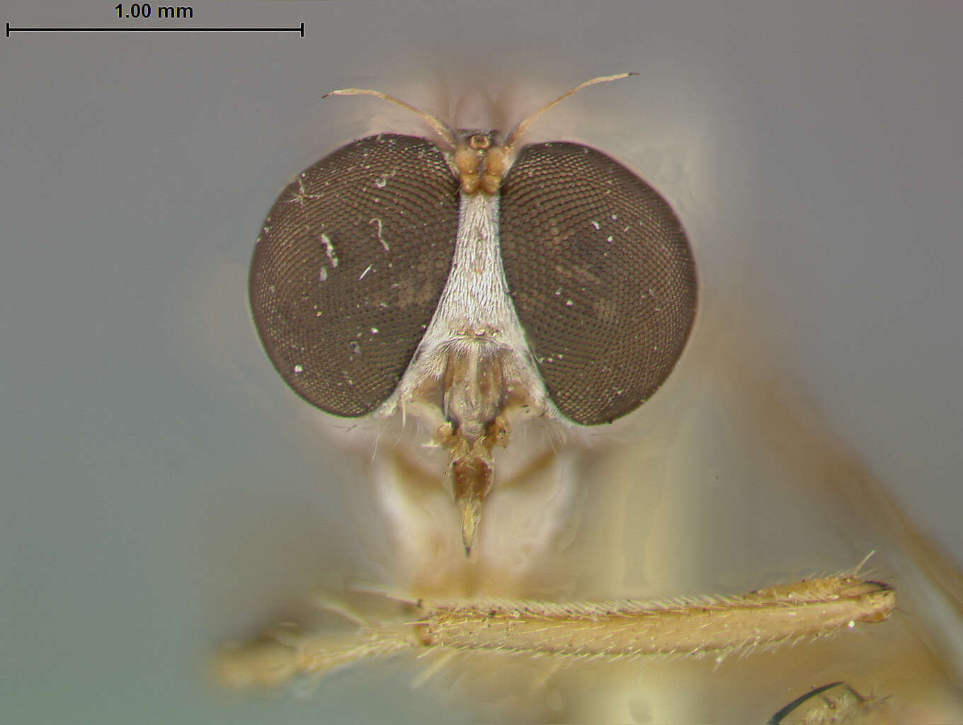 Image of Leptogaster patula Martin 1957