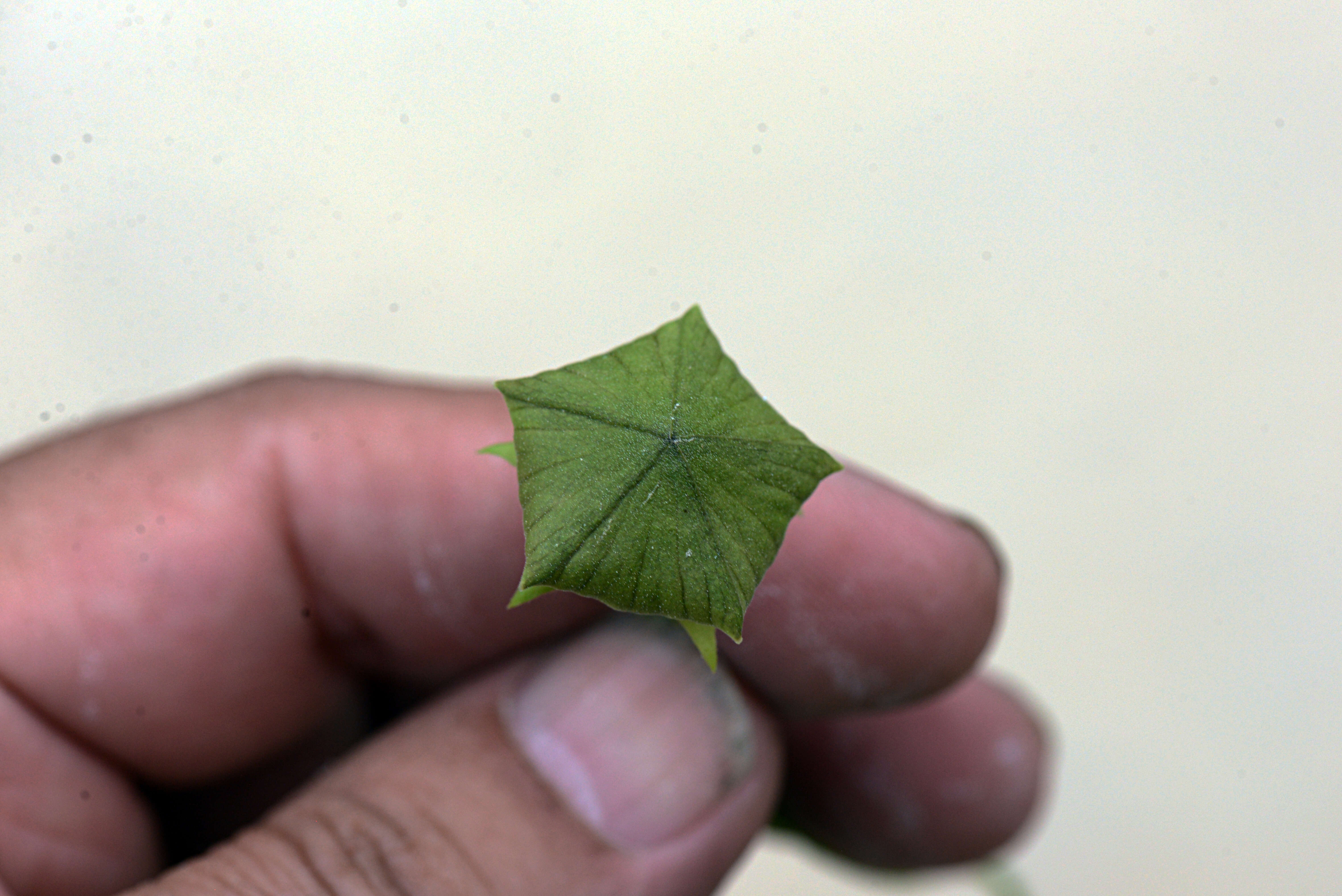 Image of Polystemma guatemalense (Schltr.) W. D. Stevens