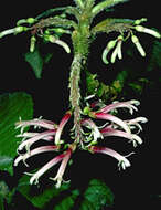 Image of Hairy Cyanea