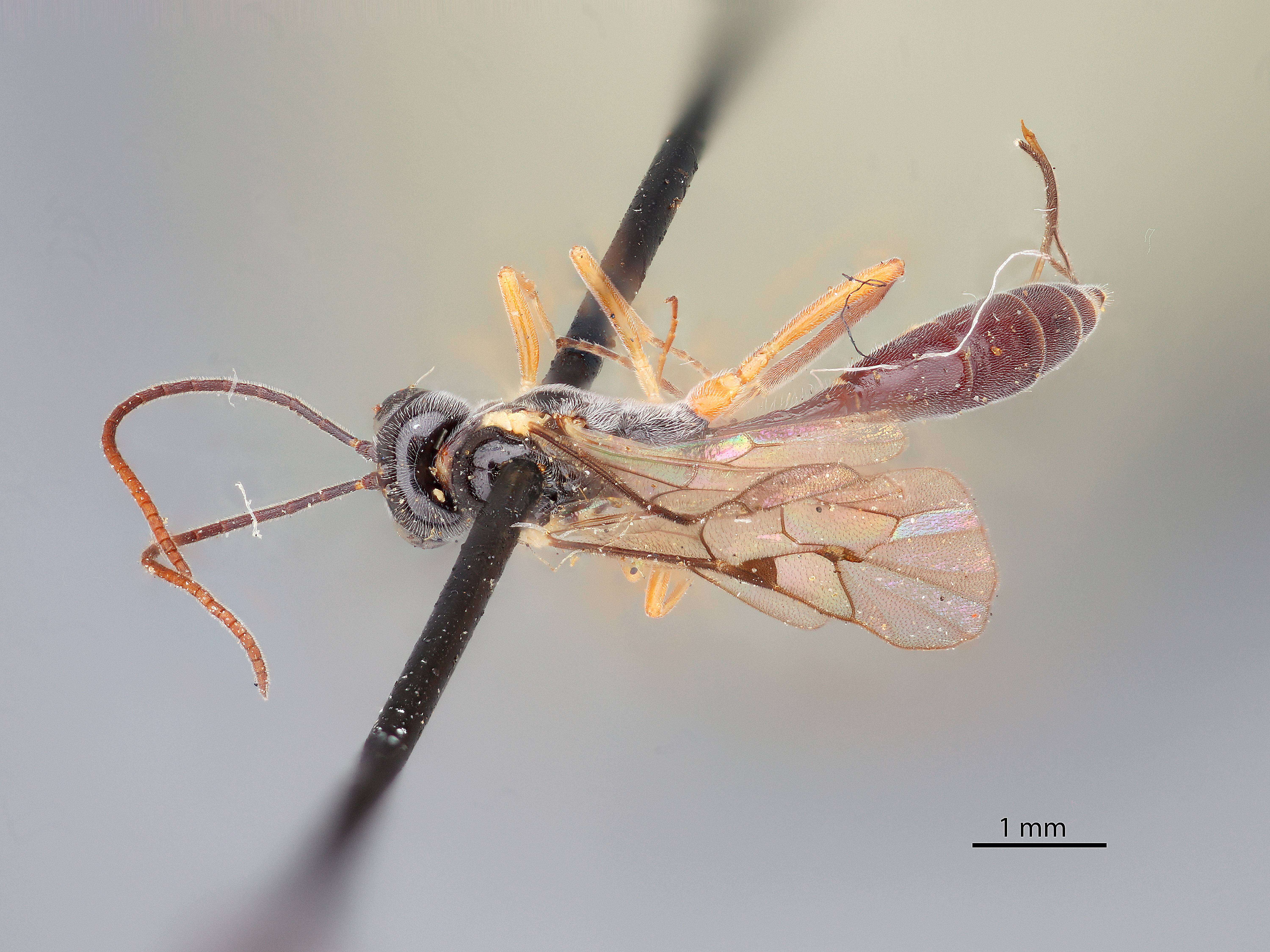 Image of Bathythrix claviger (Taschenberg 1865)