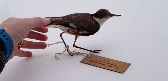 Image de <i>Charadrius cinctus</i>