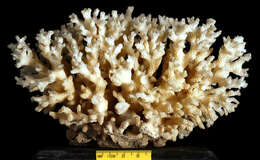 Image of Cauliflower Coral