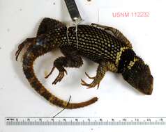 Plancia ëd Sceloporus mucronatus Cope 1885