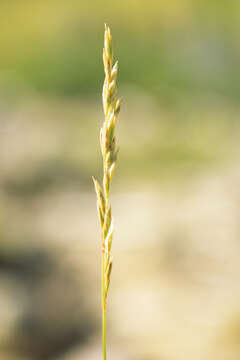 Image of Festuca argentina (Speg.) Parodi