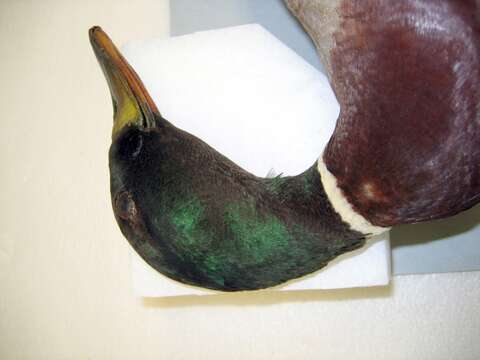 Image of Common Mallard