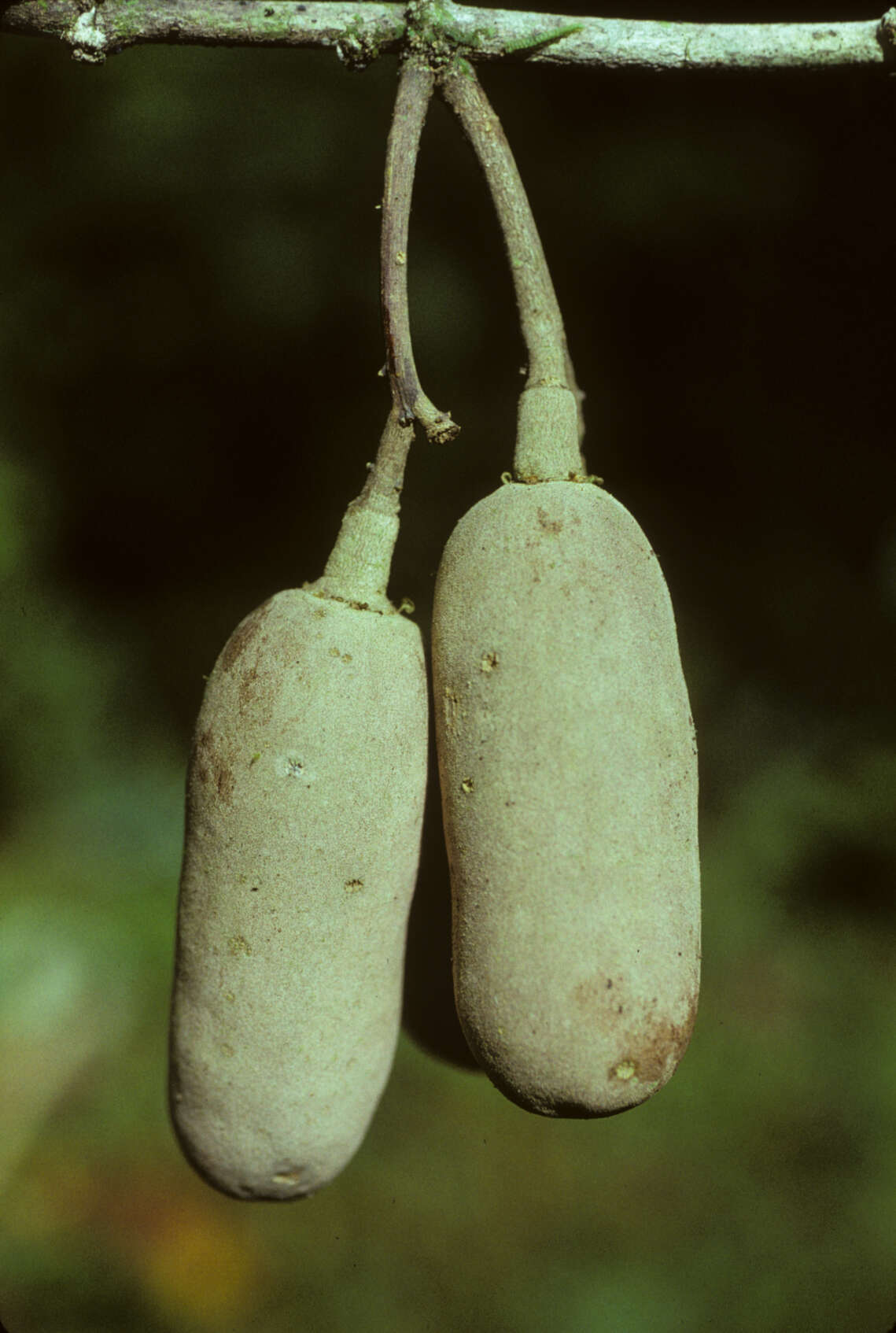 Tontelea cylindrocarpa (A. C. Sm.) A. C. Sm.的圖片