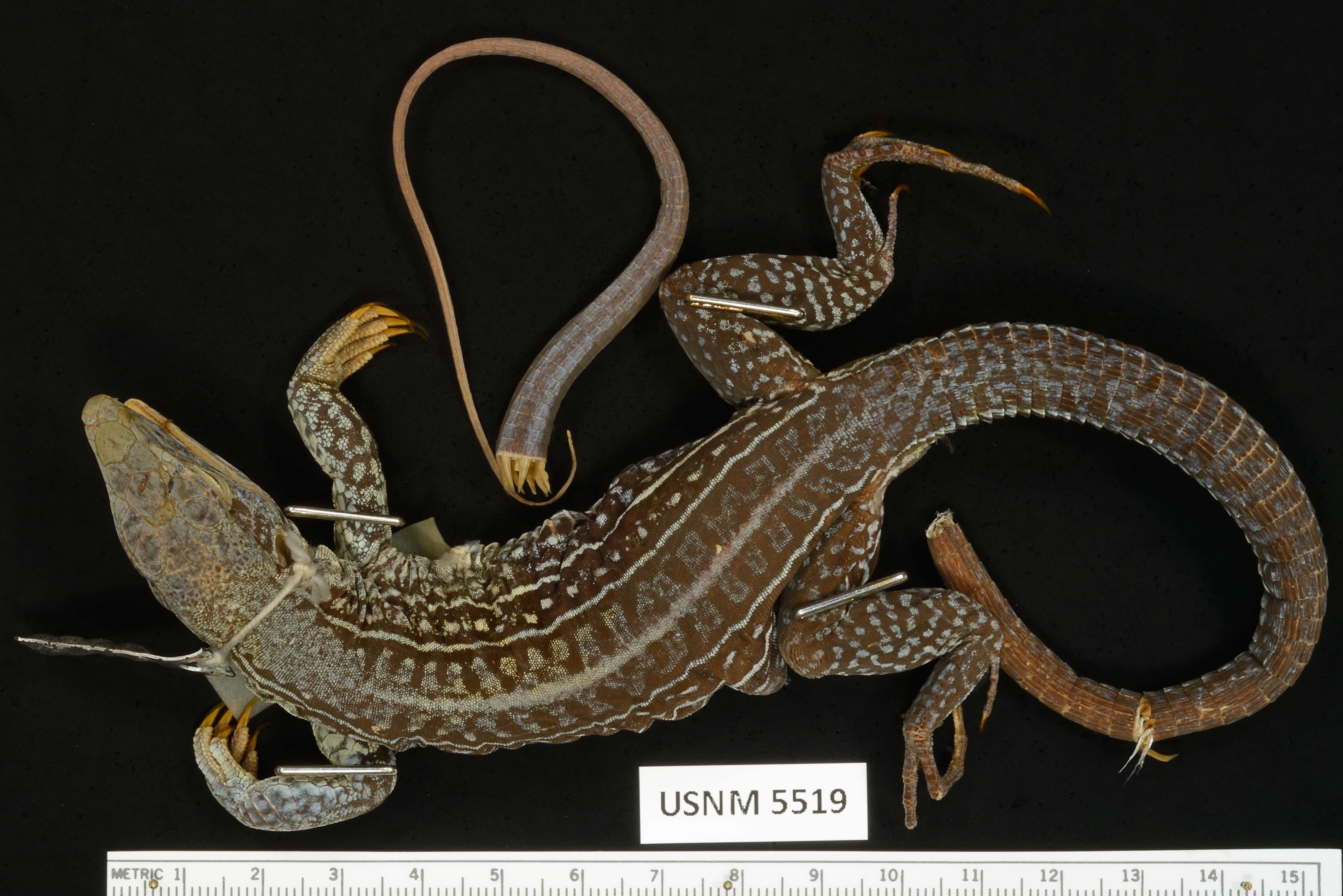 Imagem de Ameiva praesignis (Baird & Girard 1852)