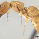 Imagem de Camponotus elysii Mann 1919