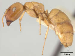 Image of Camponotus elysii Mann 1919