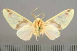 صورة <i>Amaxia juvenis</i>