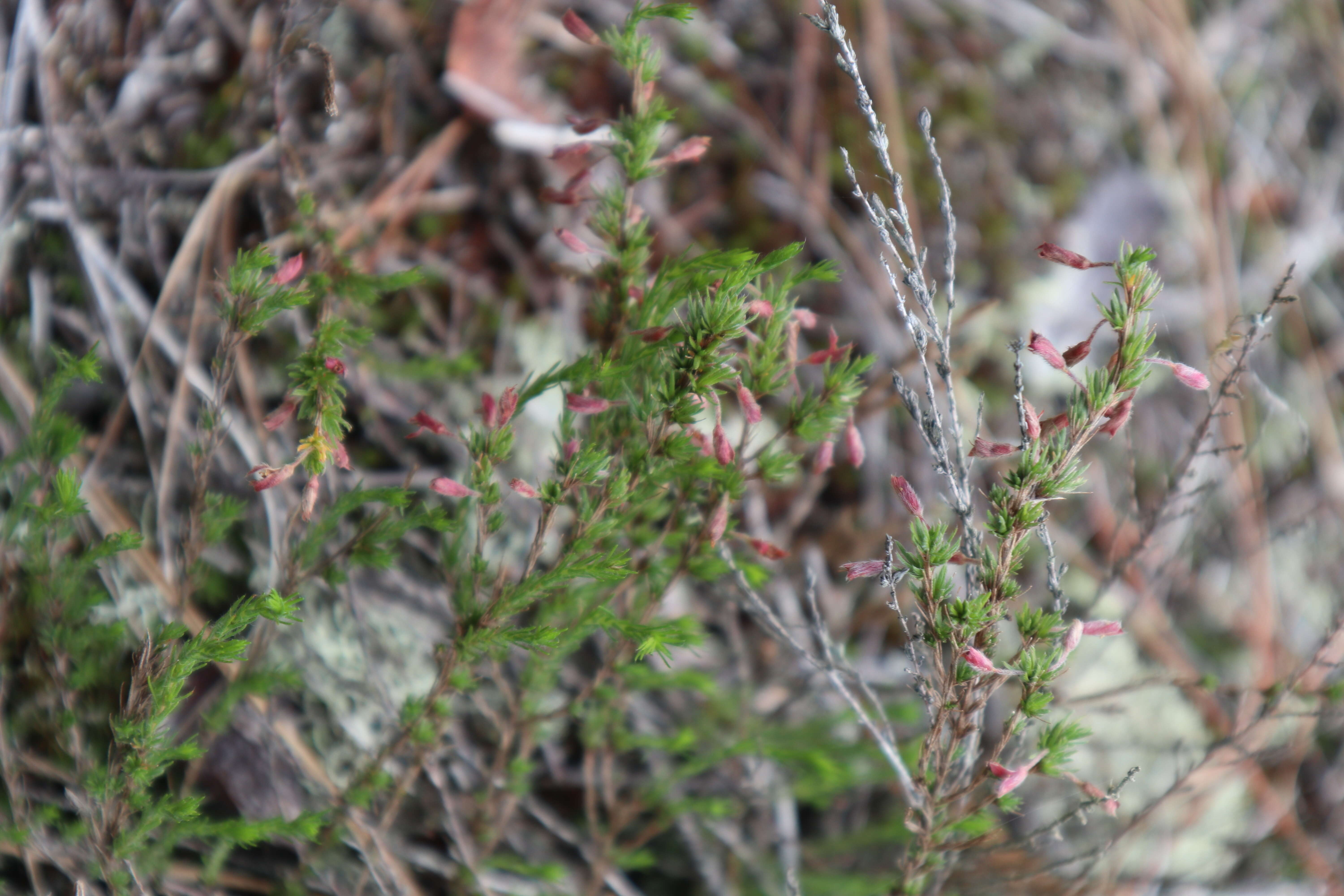 Image of pine barren goldenheather