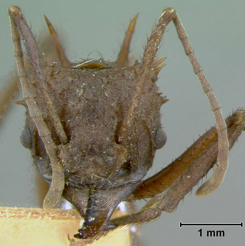 Image of Acromyrmex octospinosus cubanus Wheeler 1937