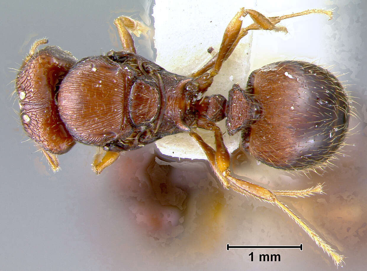 Pheidole caldwelli Mann 1921 resmi