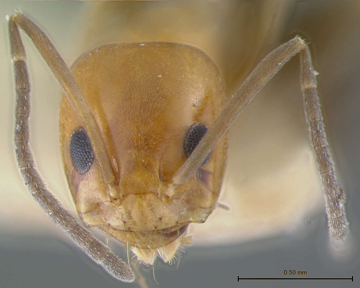 Image of Dorymyrmex pyramicus albemarlensis Wheeler 1919