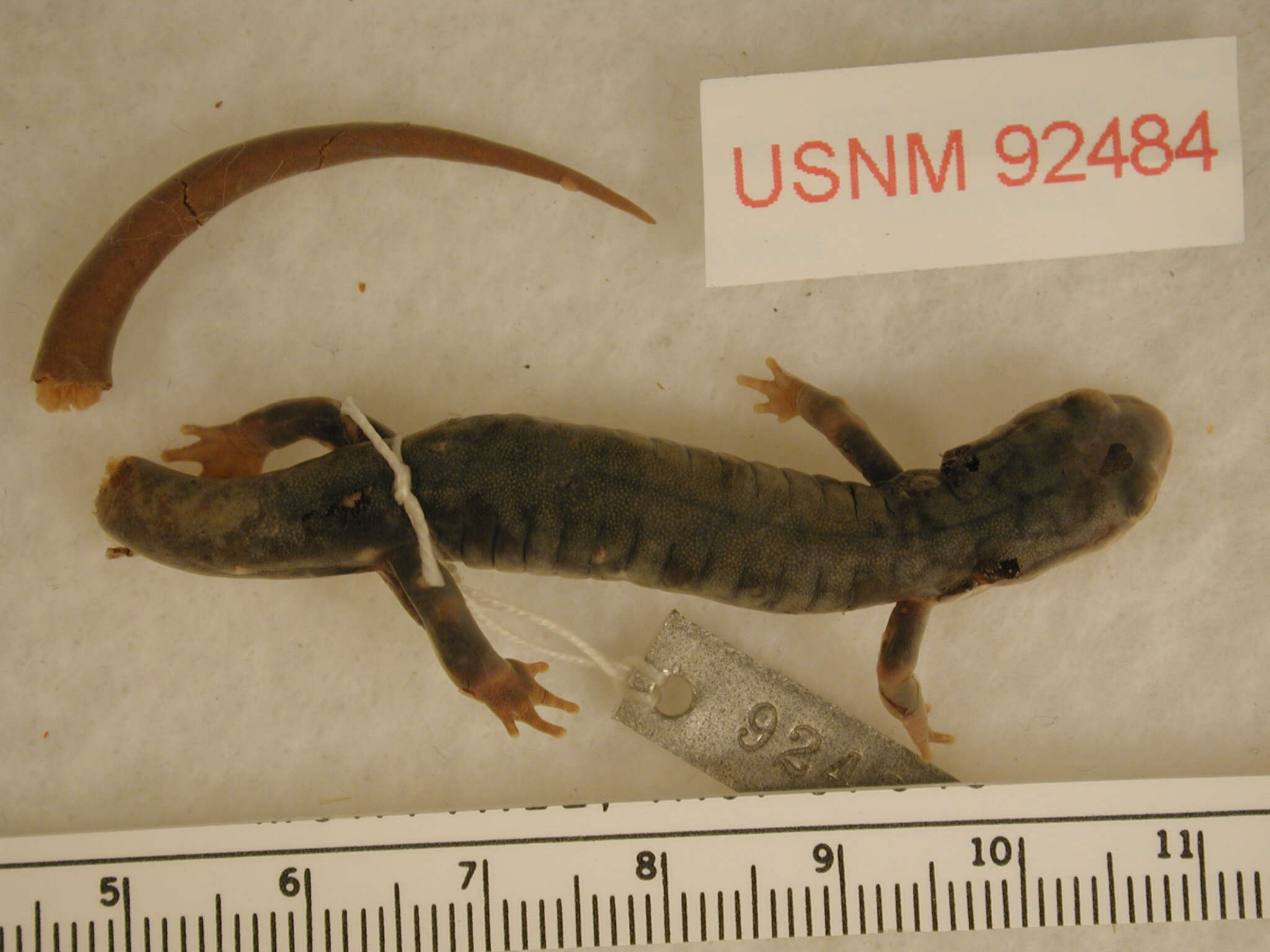 Plancia ëd Plethodon ouachitae Dunn & Heinze 1933