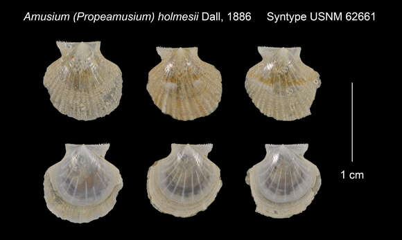 Image de Parvamussium holmesii (Dall 1886)