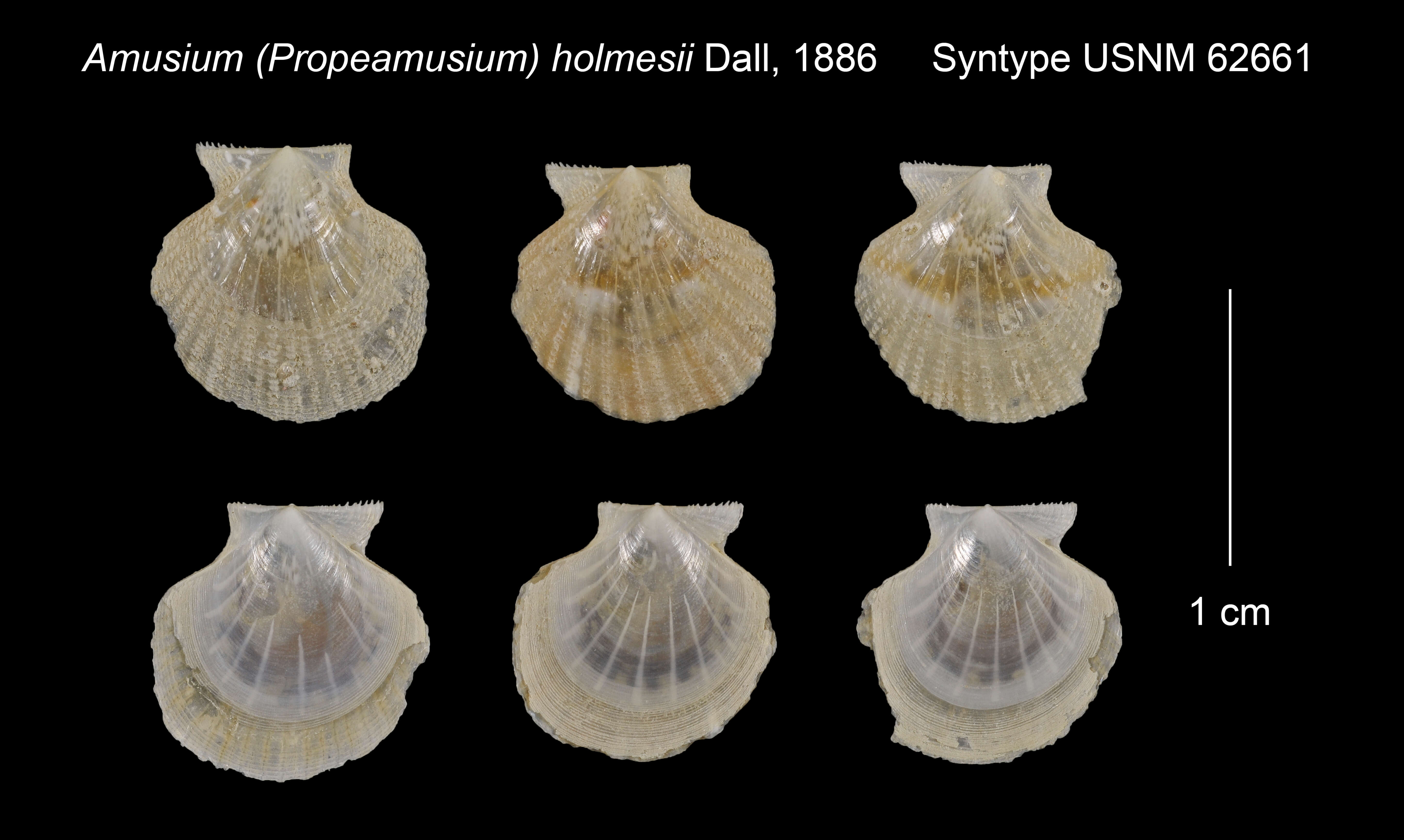 Image de Parvamussium holmesii (Dall 1886)