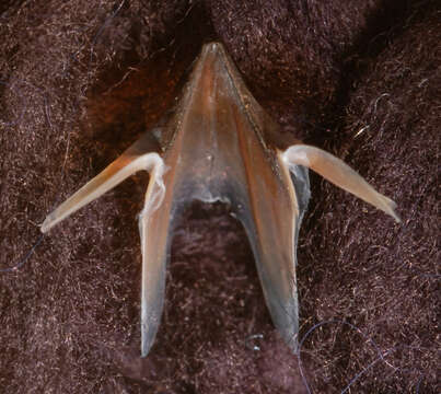 Image of arrow-finned squid