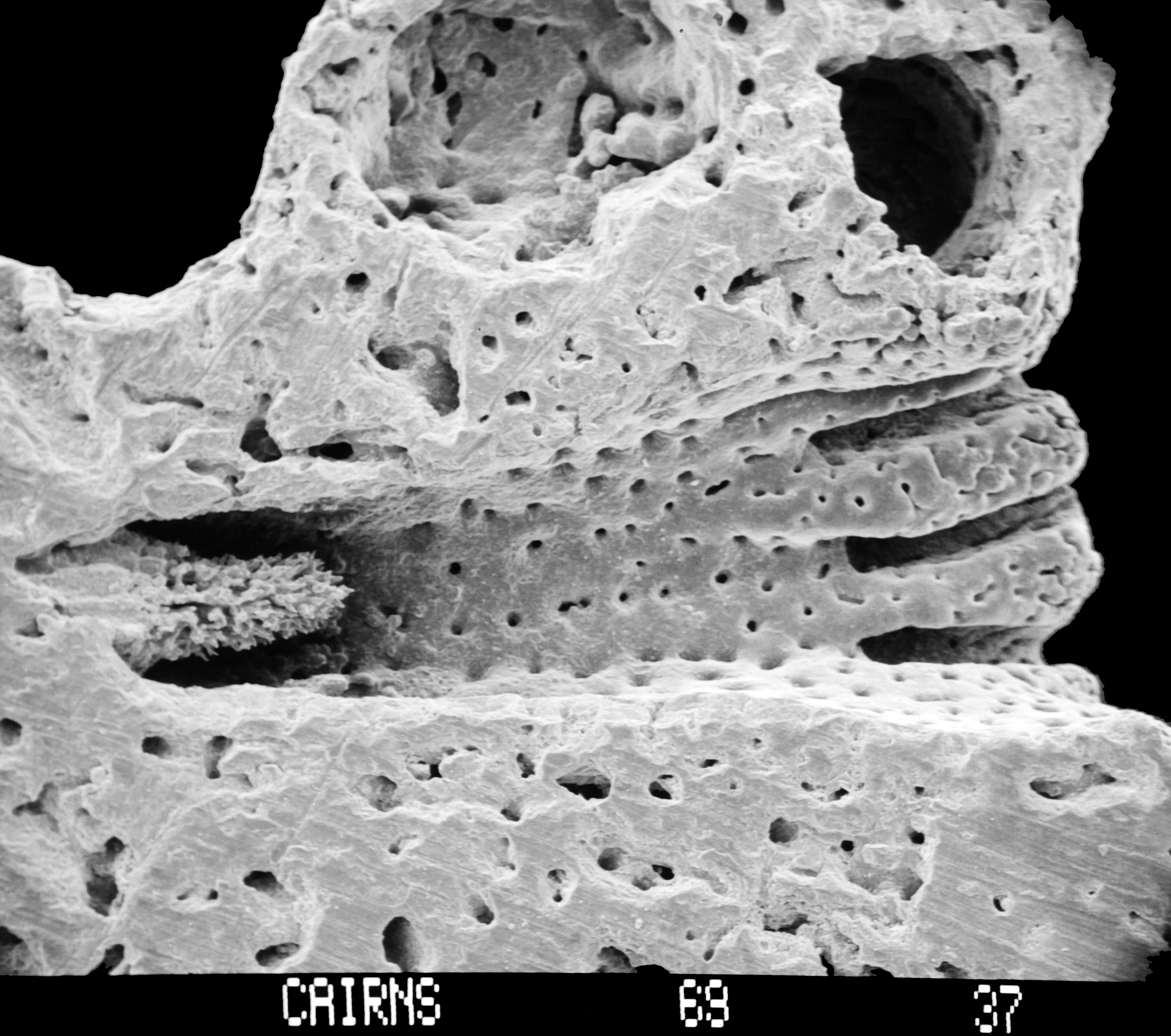 Image of Stylaster densicaulis Moseley 1879