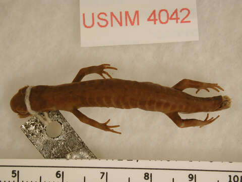 Image of long-toed salamander