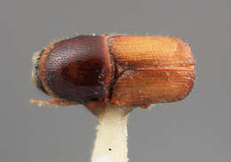 Image of Scolytus laetus Wood 1975