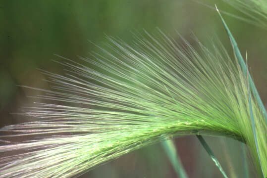 Image of foxtail barley