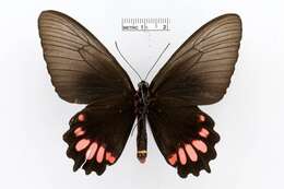 Imagem de Parides orellana (Hewitson 1852)