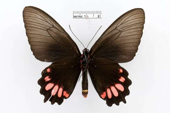 Image of Parides orellana (Hewitson 1852)