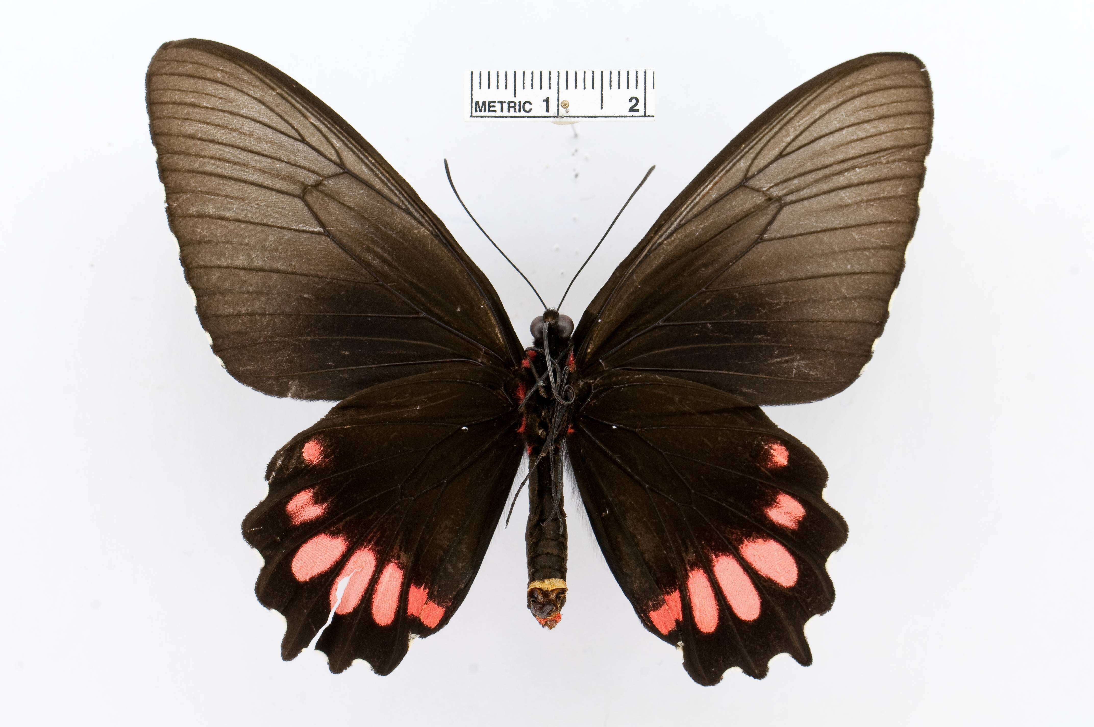 Sivun Parides orellana (Hewitson 1852) kuva