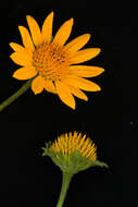 صورة Tithonia rotundifolia (P. Mill.) Blake