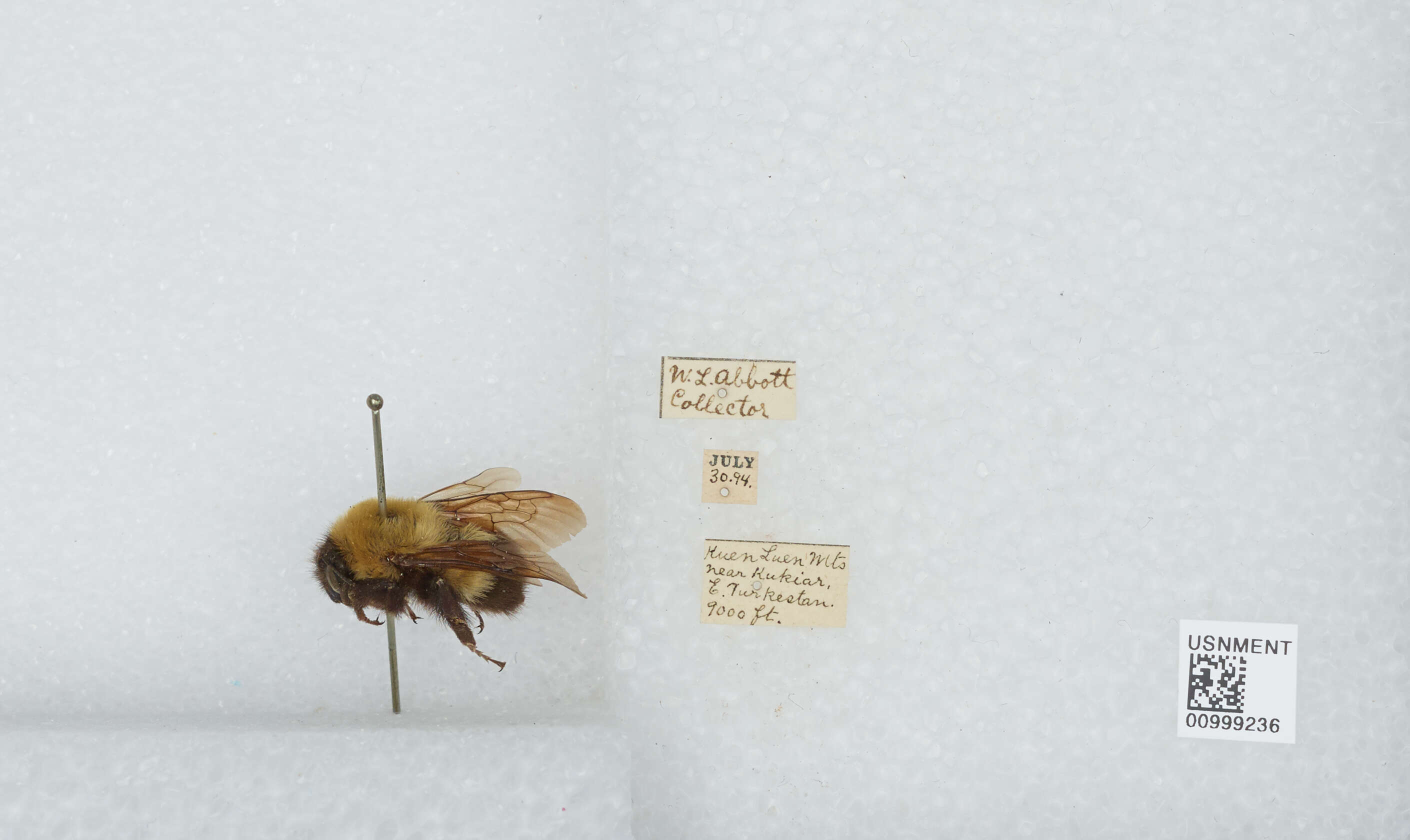 Image of Bombus melanurus Lepeletier 1836