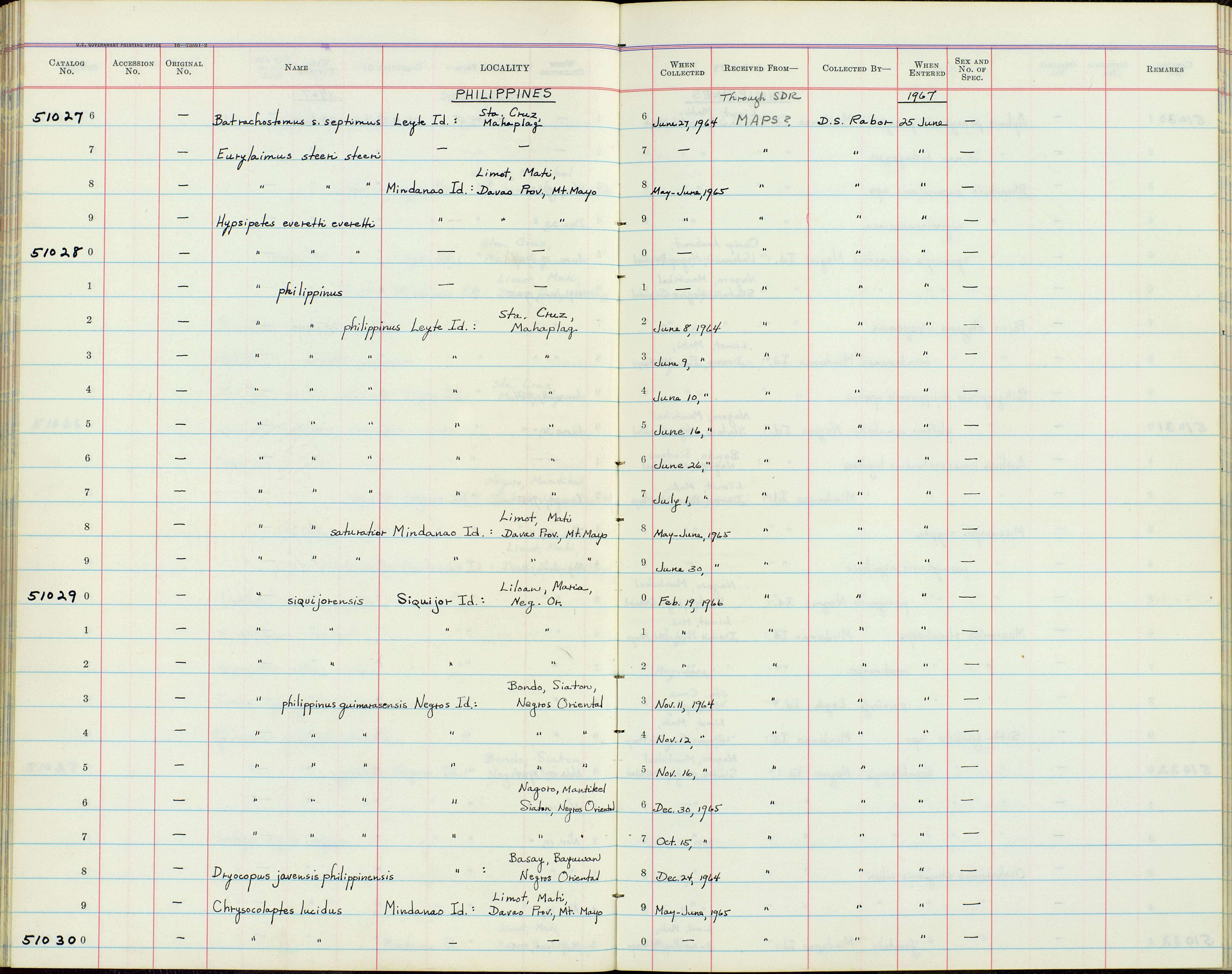 Image of Eurylaimus steerii Sharpe 1876